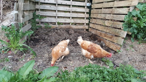 chickens at the compost