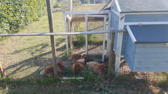 Chickens hiding from sun