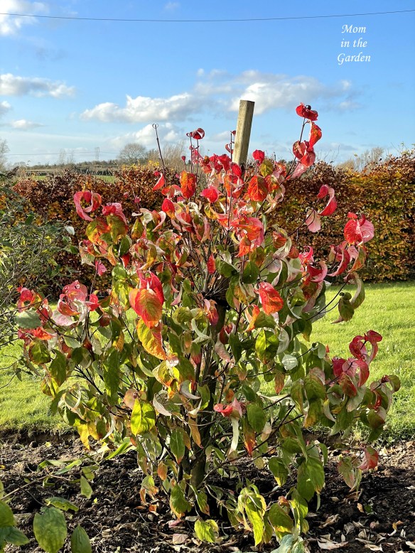 Cornus Florida end of Oct