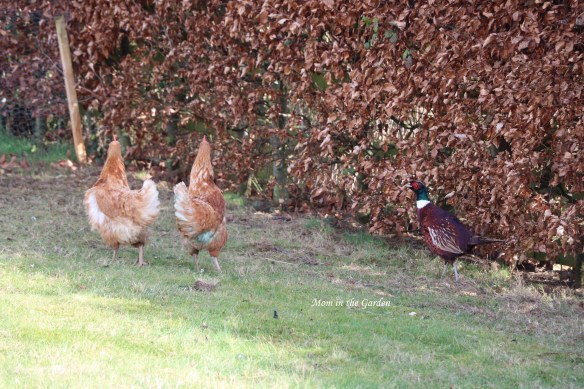 hens and pheasant