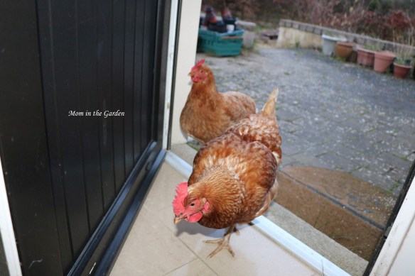 Rose and Daisy at the door