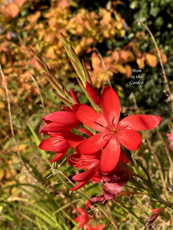 schizostylis RED end of Oct