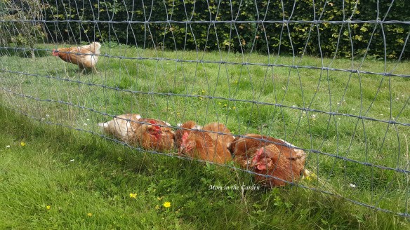 sleeping chickens