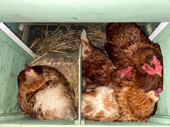 Three hens in nest box