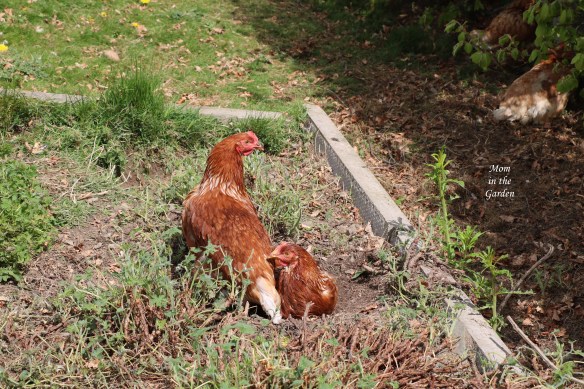 two and two chickens