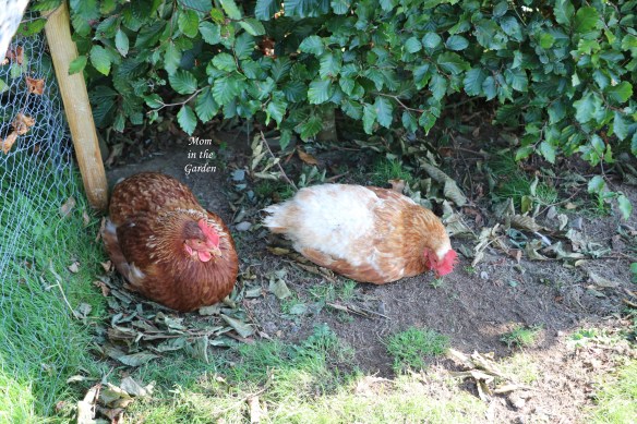 two girls under hedge