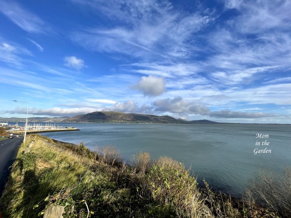 Carlingford near greenway