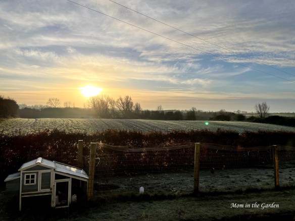 Chicken coop frosty sunny morning