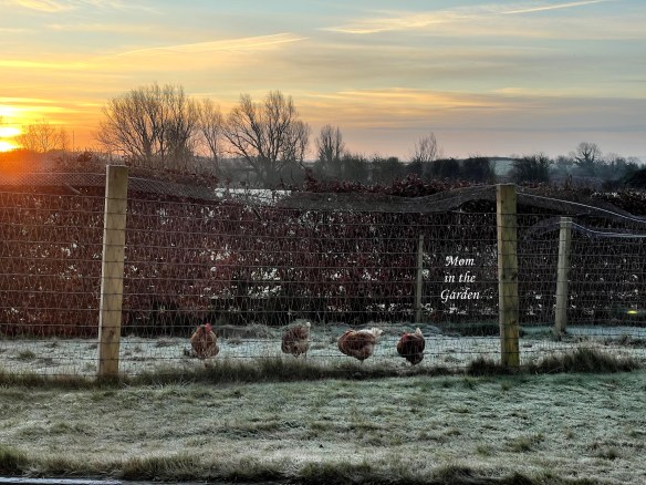 4 chickens with the morning sunlight