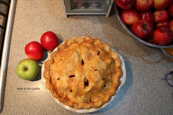 Cooked apple pie (1)