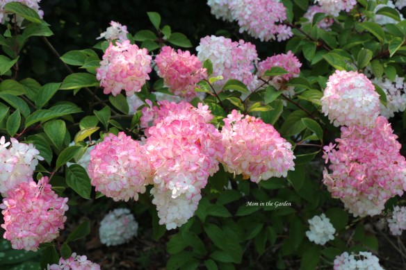 Hydrangea Vanille Fraise Paniculata Renhy full plant pink in sun