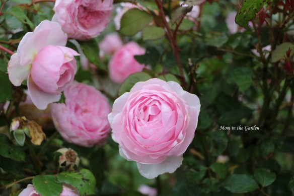 LIght pink david austin roses group