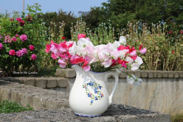 Organic Sweet Pea Tamar Mix full view (1)