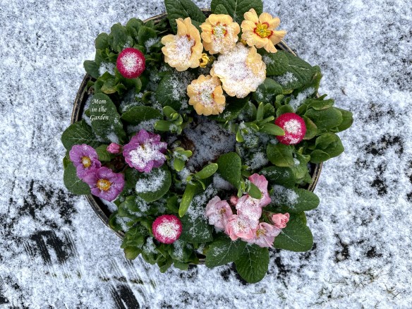 Primroses in snow