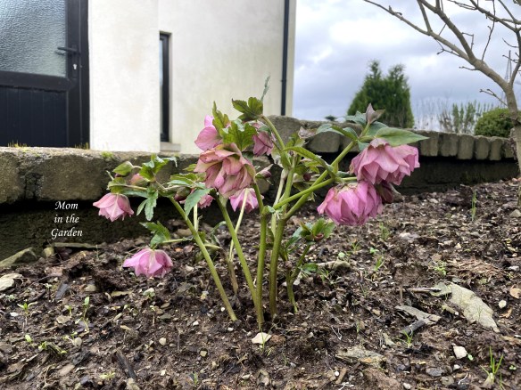 Frilly Isabelle hellebore full plant