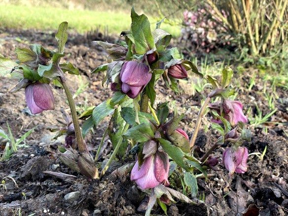 Hellebore full plant dark pink