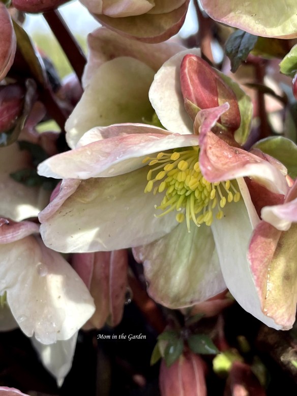 Hellebore Winter Sunshine February 14 closeup