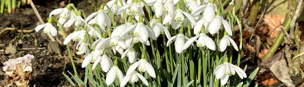 Snowdrops February 14 full sun and open