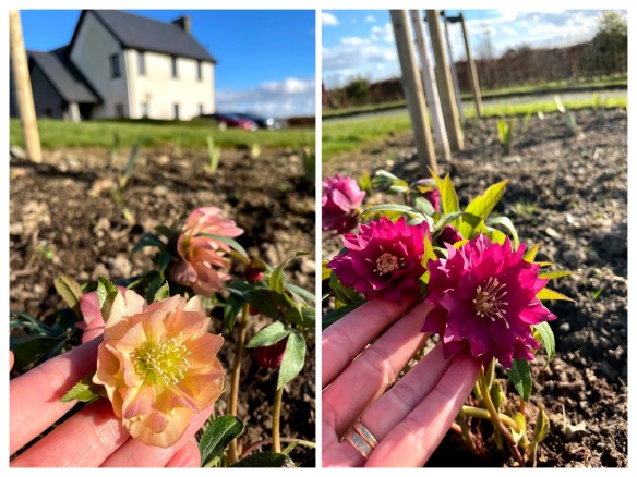 collage of 2 hellebore plants