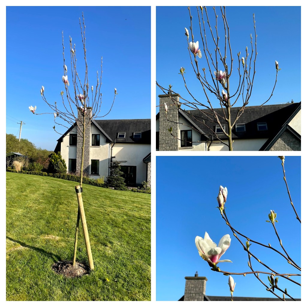 Magnolia tree - Heaven Scent