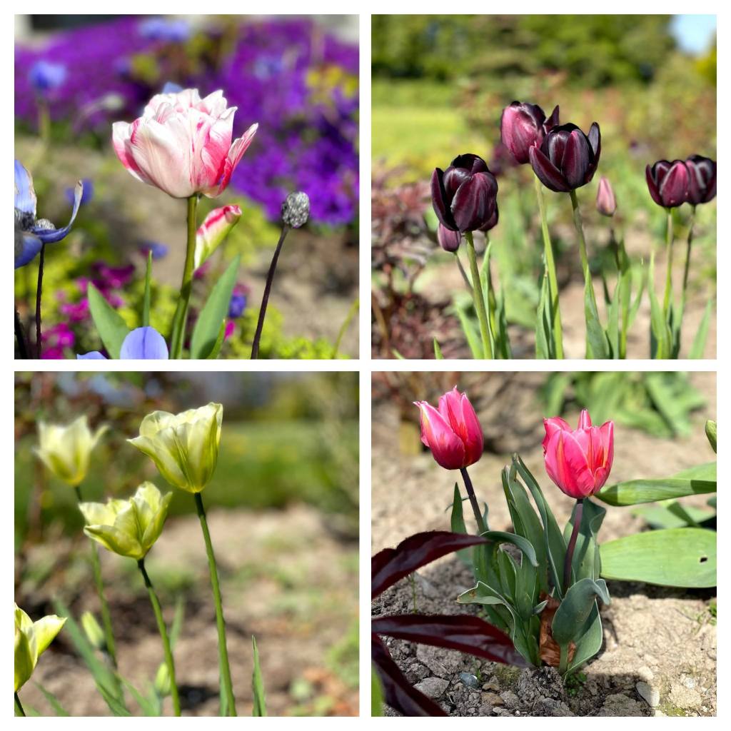 different varieties of tulips