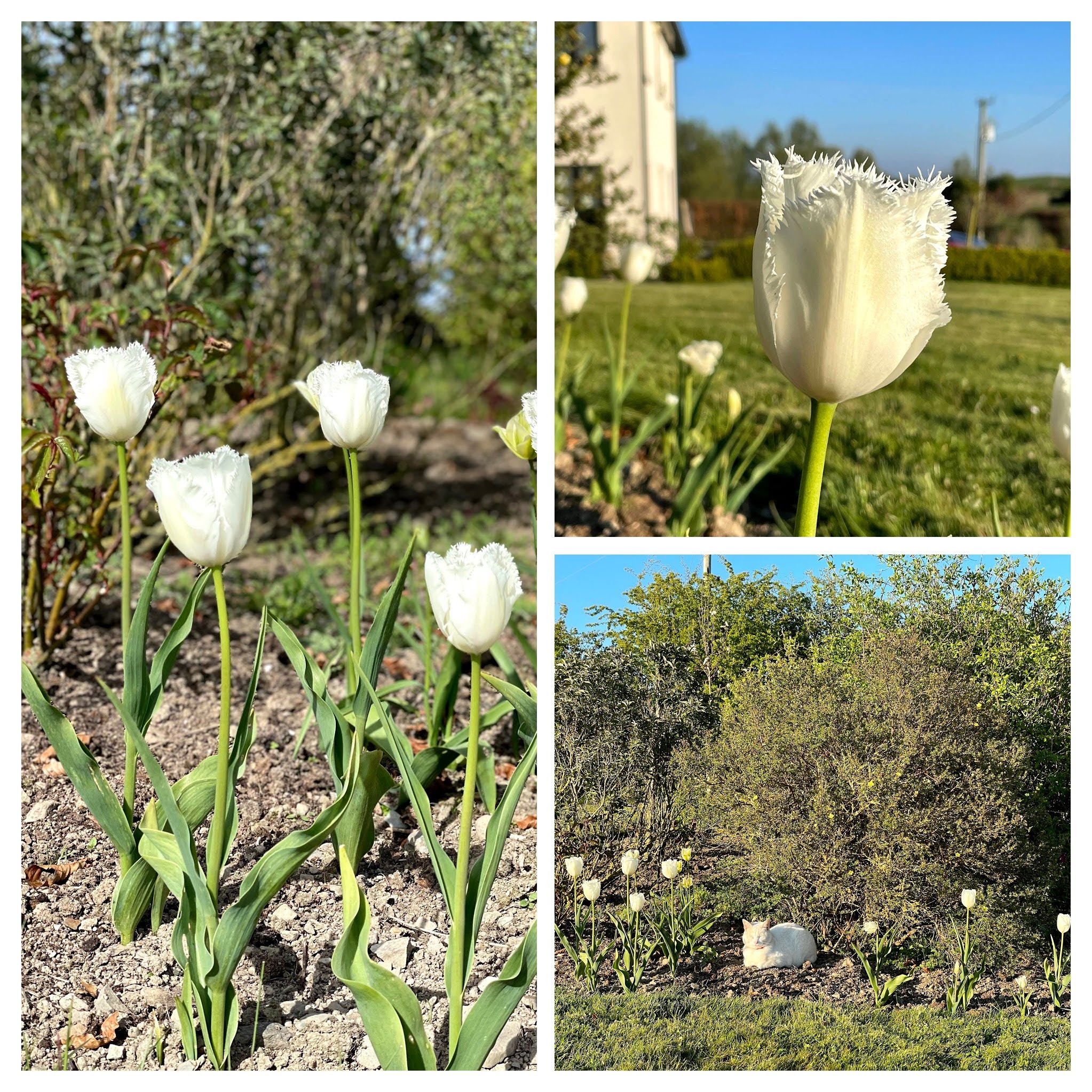 fringed tulipa Honeymoon