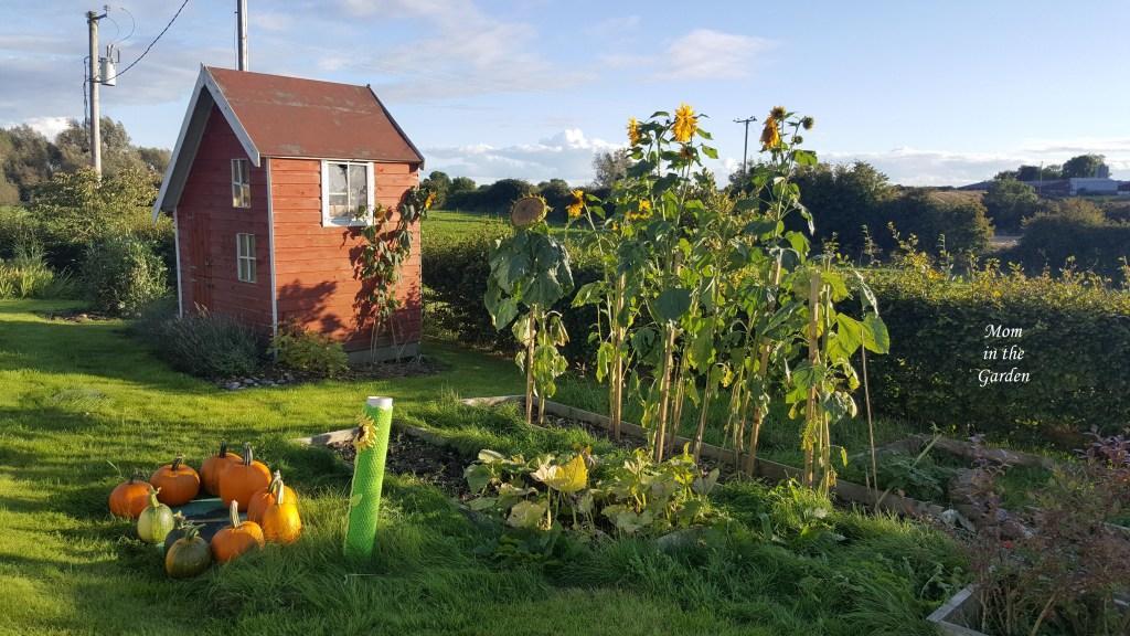 pumpkins, sunflowers and playhouse