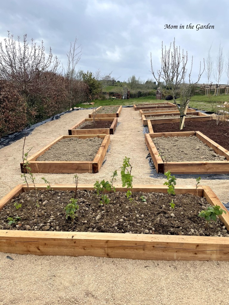 flower bed of raspberries