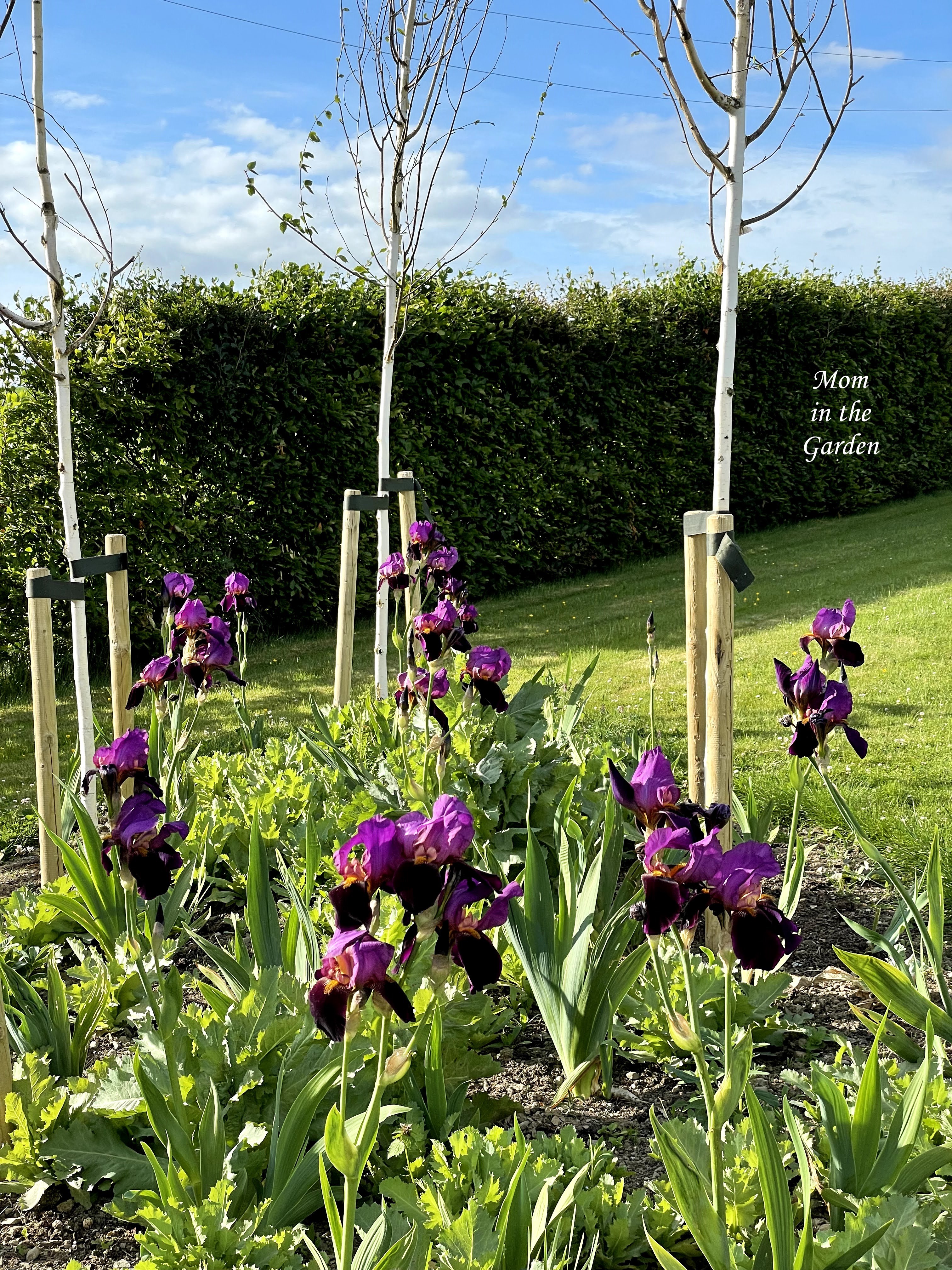 Benton Storrington Iris full sun