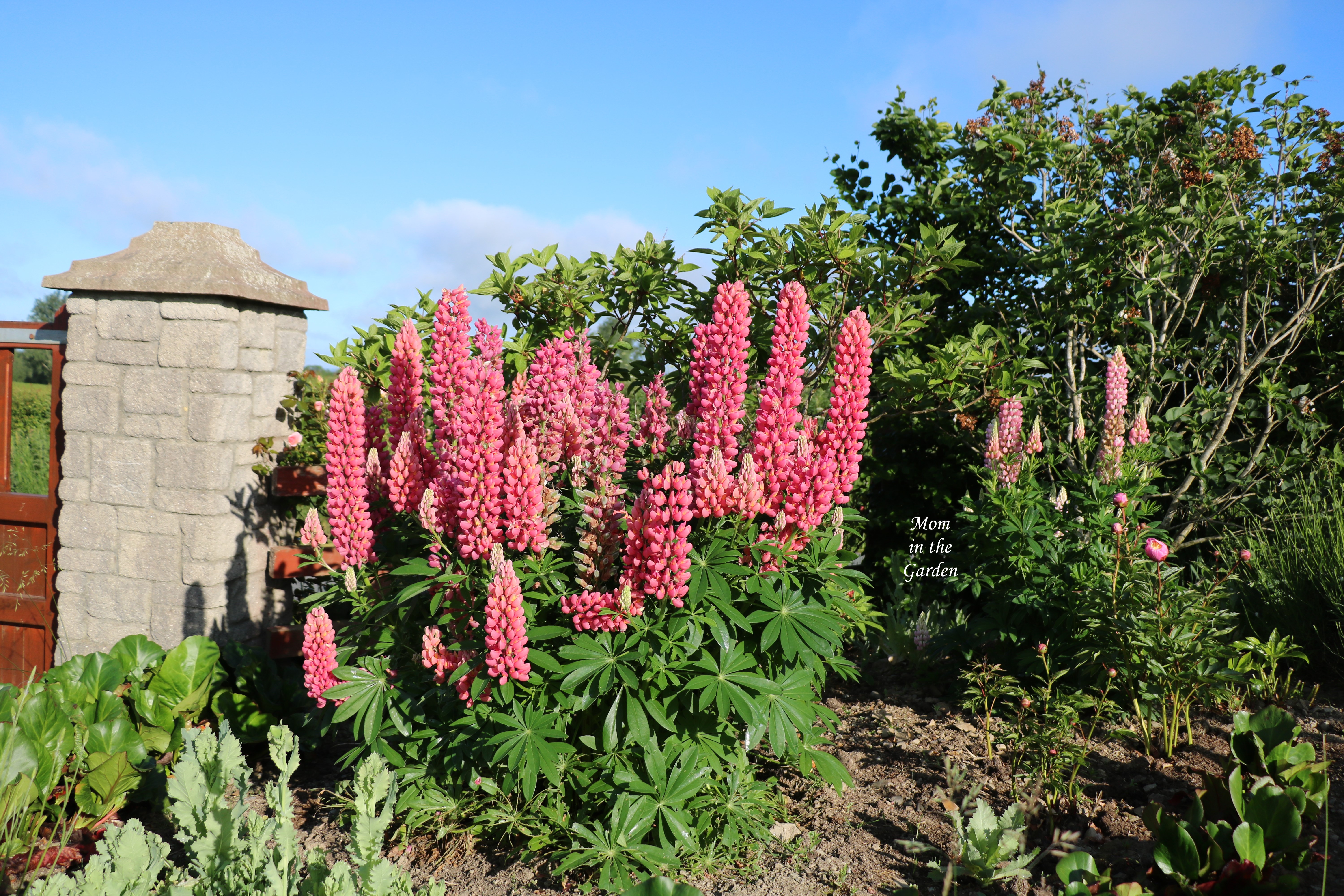Full pink lupine plant early June