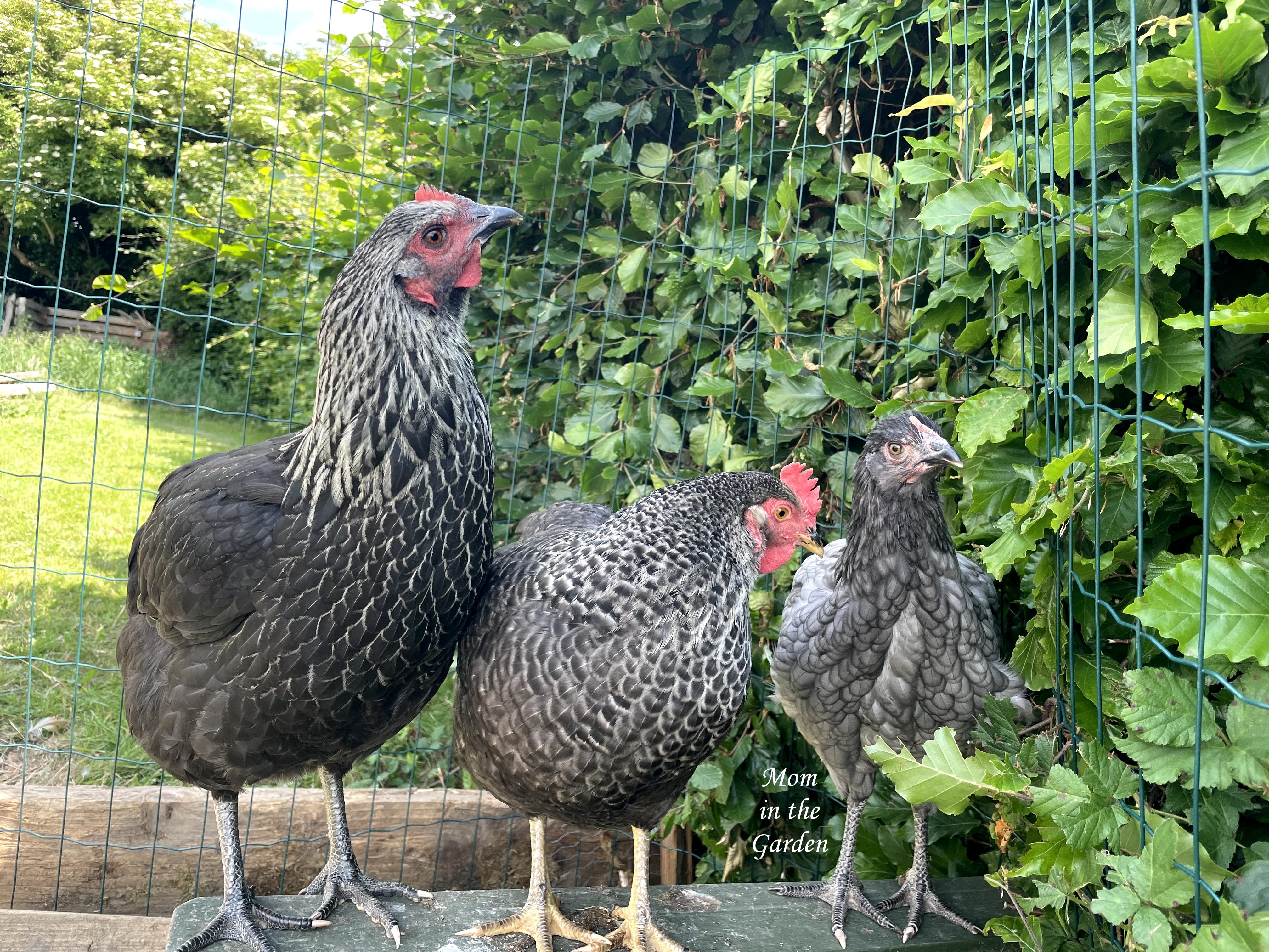 Daisybell, Maran and Bluebelle chickens