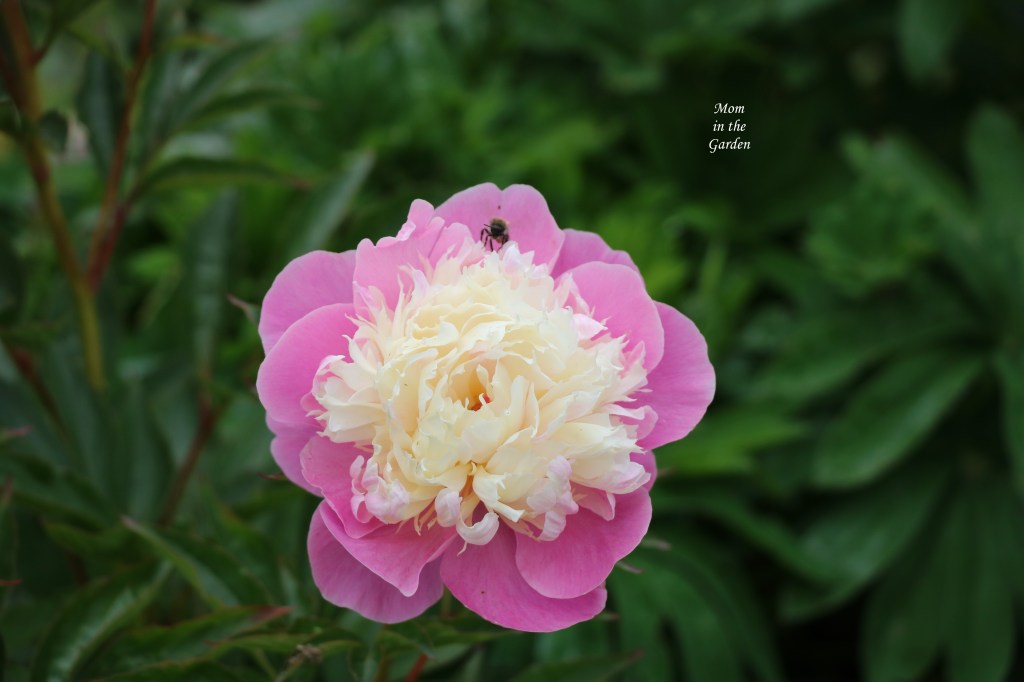 Bowl of Beauty single