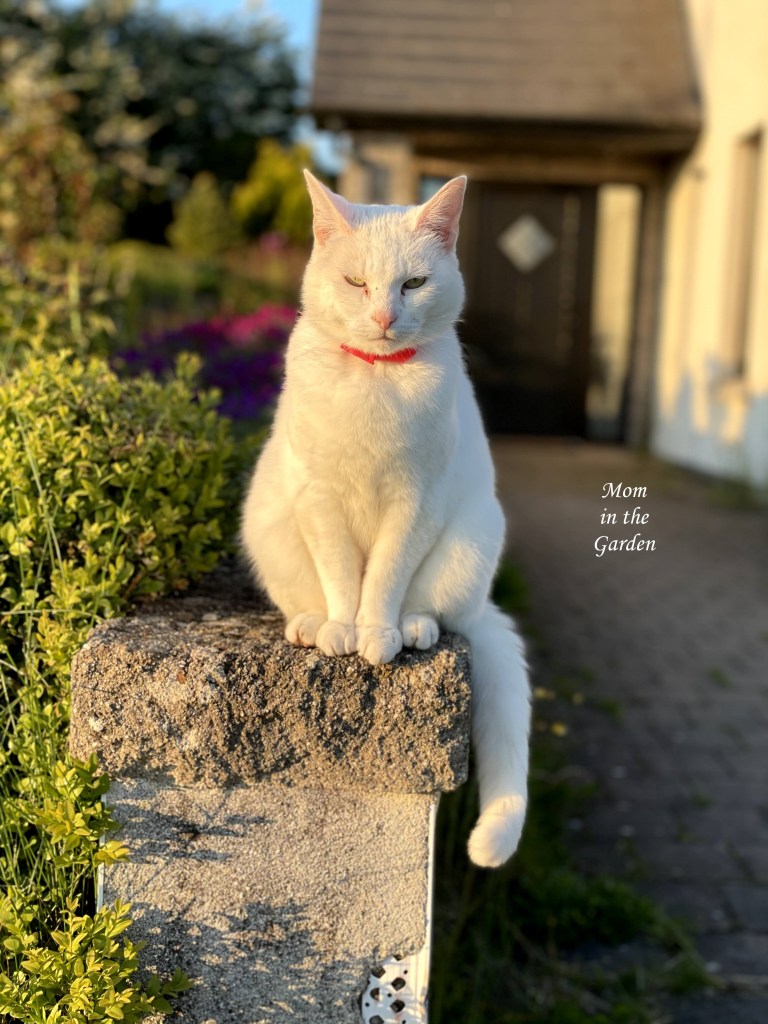 Kitty on Rose bed wall in sun