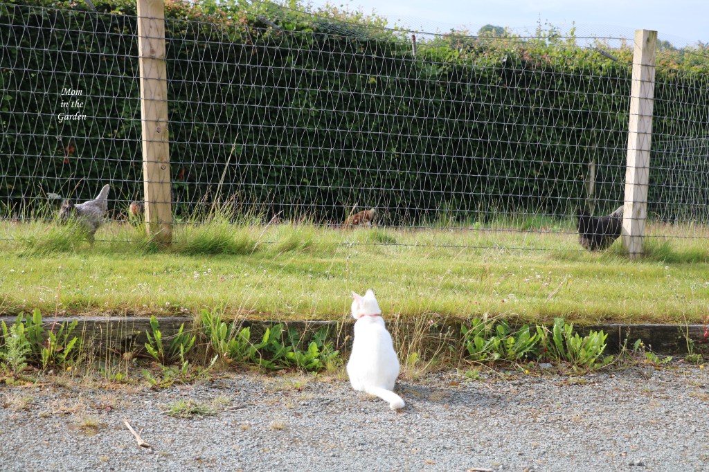 Kitty watching chickens from driveway