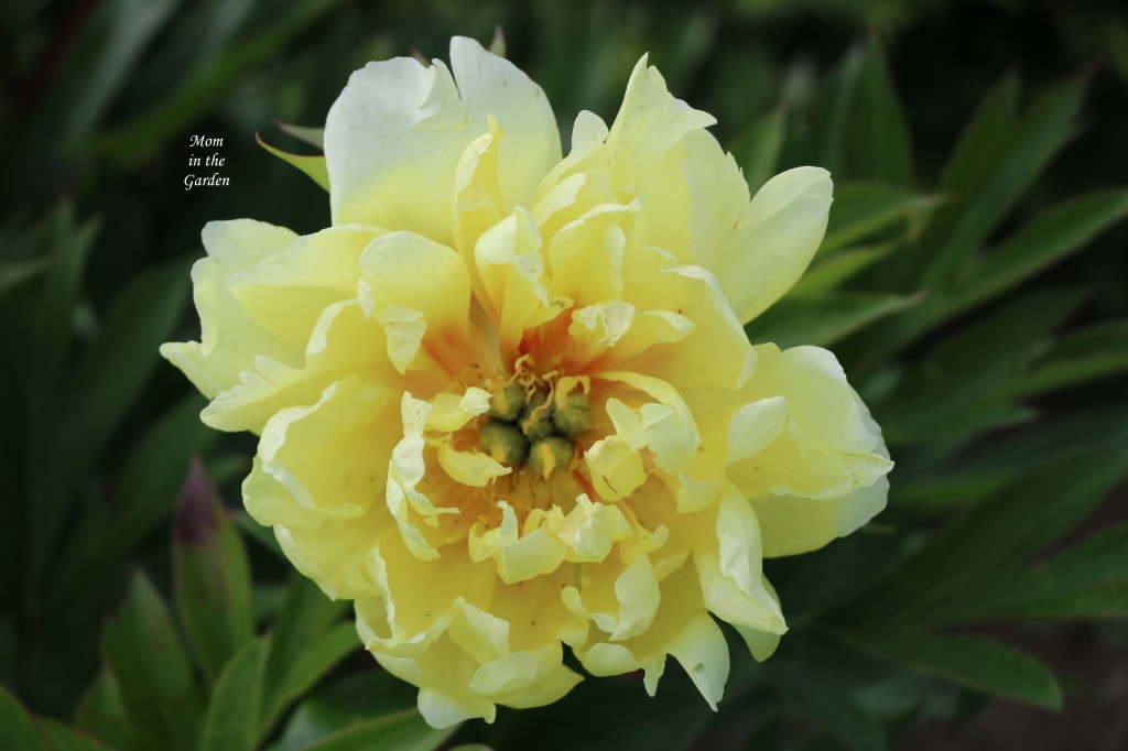 Peony Bartzella Yellow open