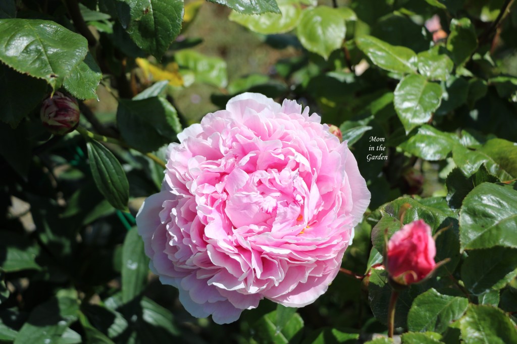 Peony Sarah Bernhard in garden