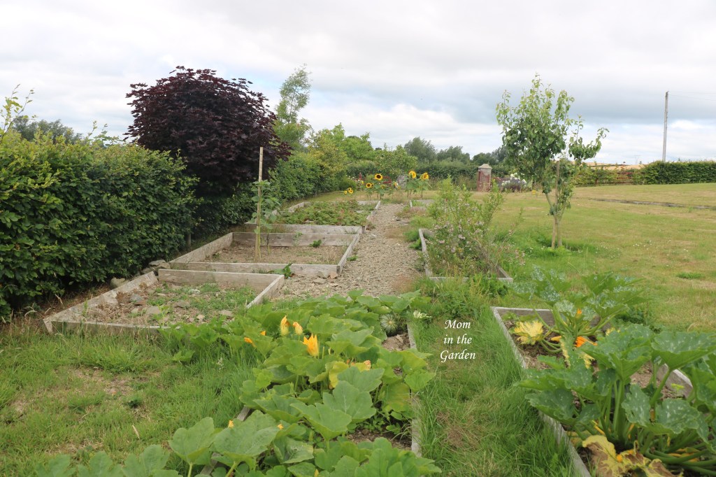 Pumpkin beds July 2018