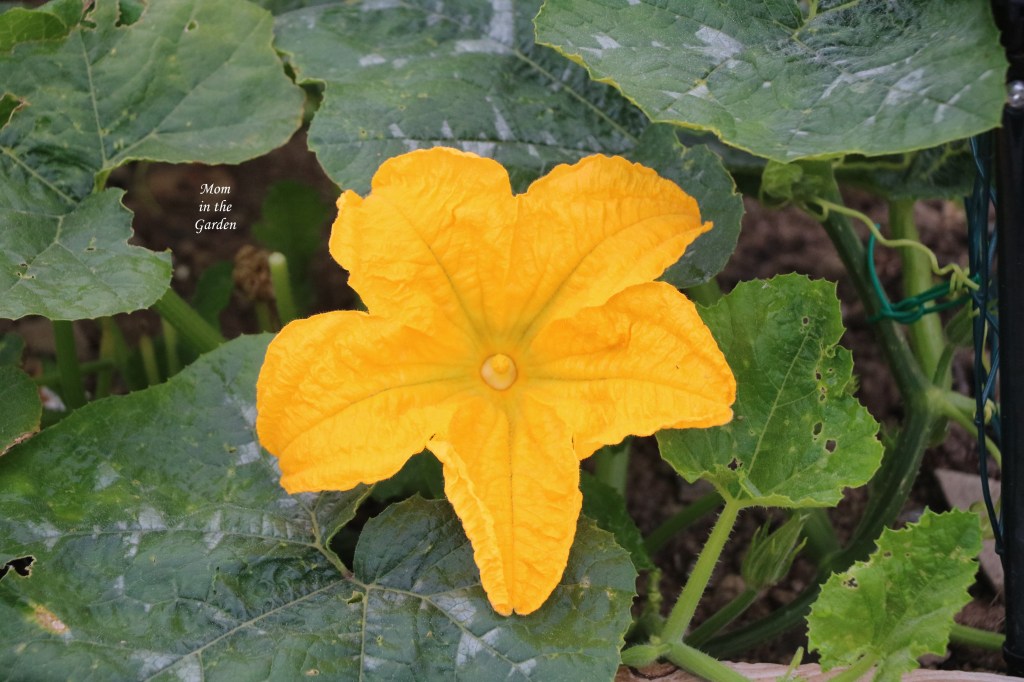 Pumpkin single flower open