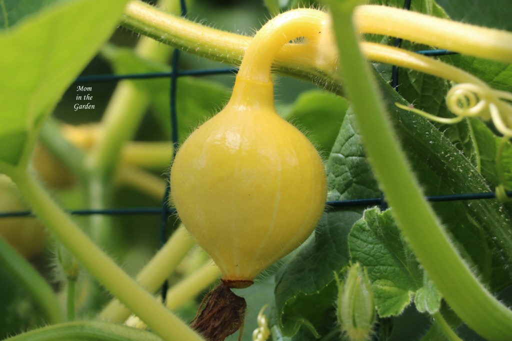 Young Red Kuri squash that is yellow