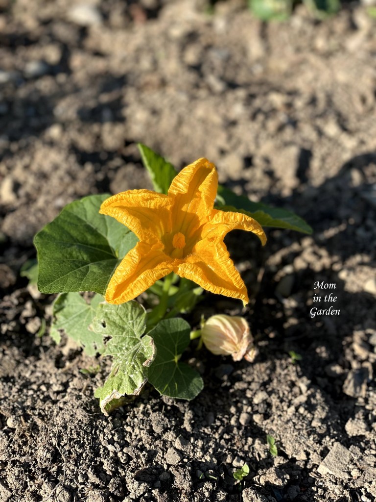 Young pumpkin plant in sun
