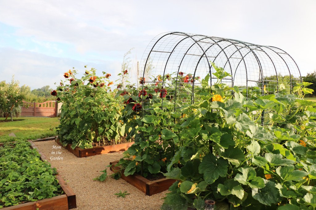 Back of pumpkin arch 7 Aug 2021