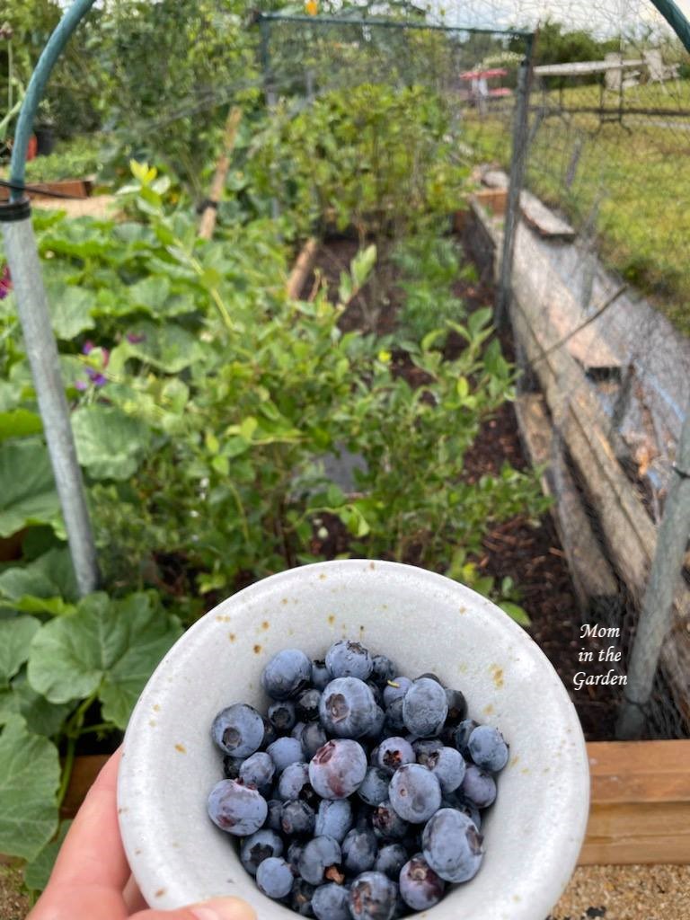 Bowl of Blueberries 5 August