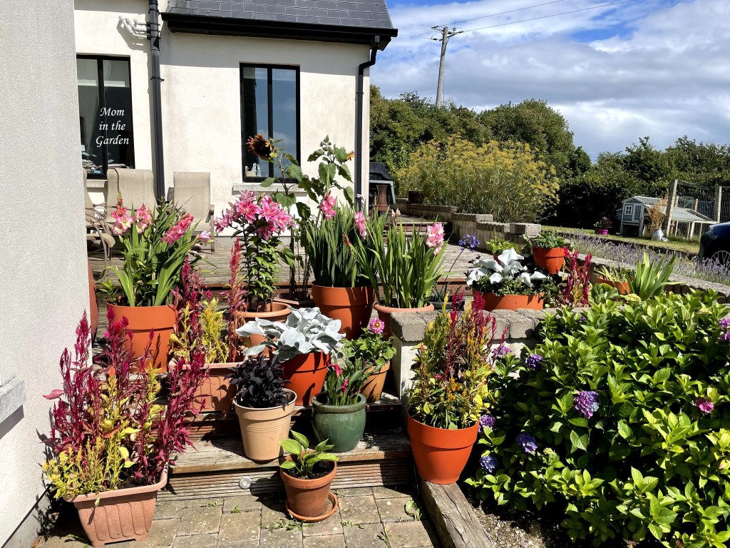 Container garden on back deck (lots of flowers)