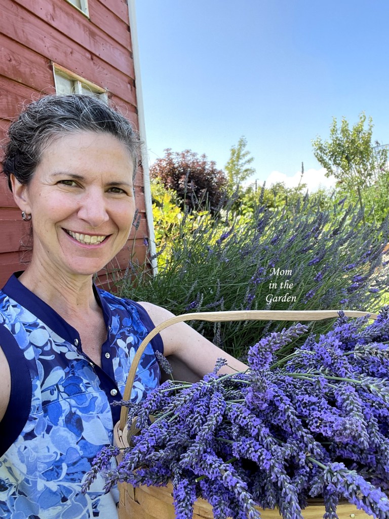 Dana with lavender harvest
