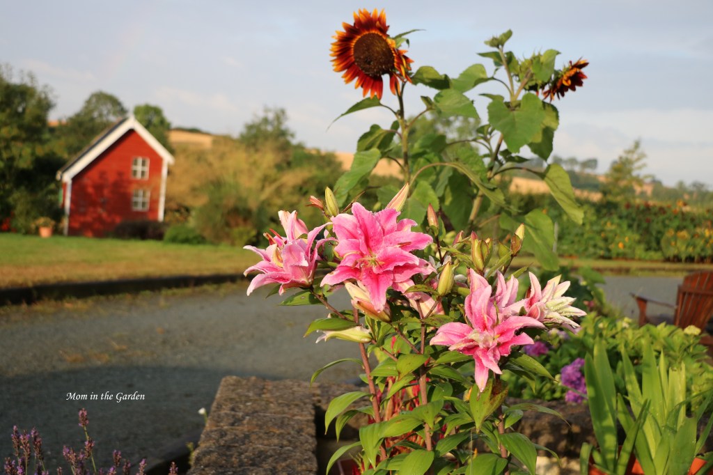 double lilies on deck