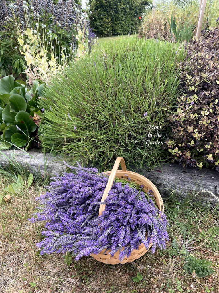 lavender and shaved plant