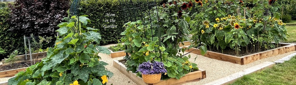 Lavender in basket under arch
