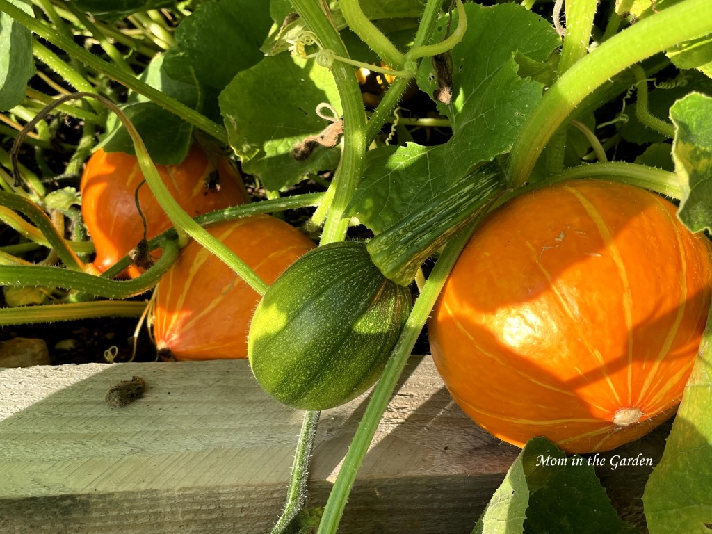 three Red Kuri squash and one green pumpkin