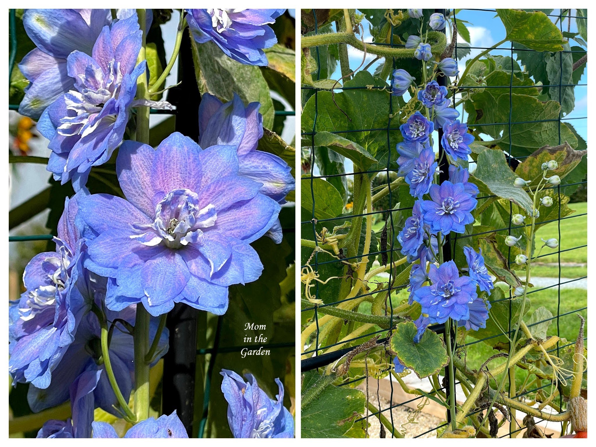 Delphinium collage