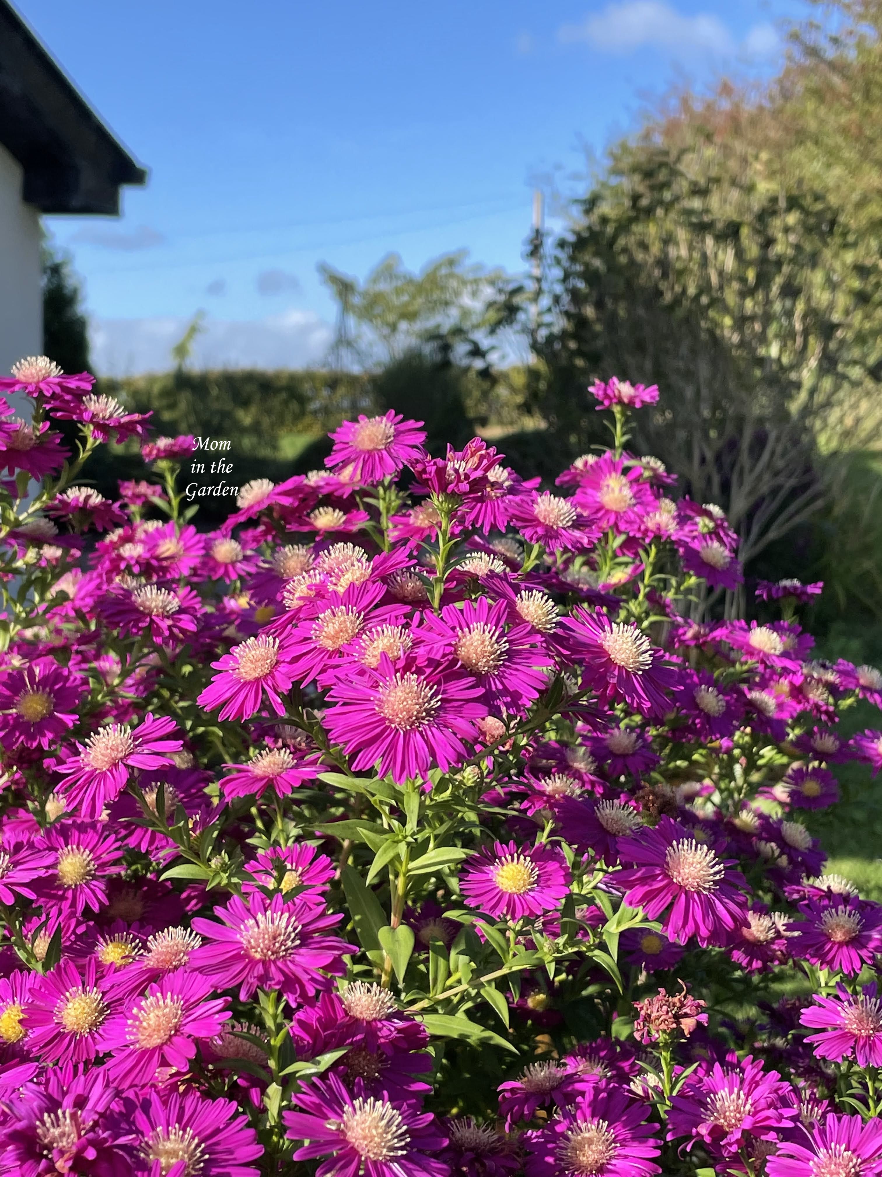Dark pink asters